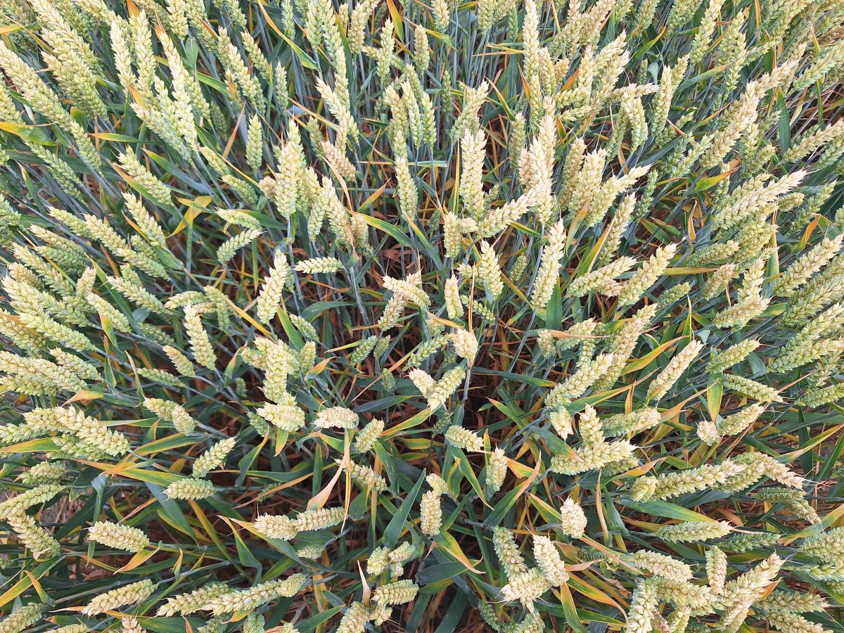Wheat plot Wheat plot