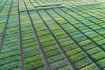 Field trial data
