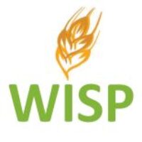 Building on existing funding through BBSRC’s Strategic Longer and Larger grants scheme, the Wheat Improvement Strategic Programme (WISP) aimed to create wheat germplasm characterised for key traits and to identify genetic markers to guide breeding programmes. WISP was a comprehensive pre-breeding programme which brought together the John Innes Centre, NIAB, Rothamsted Research, and the universities of Bristol and Nottingham. 