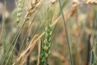 Precision wheat breeding unleashed – the Zip4 gene