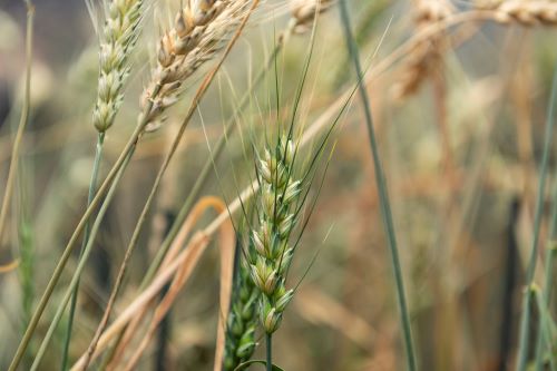 Precision wheat breeding unleashed – the Zip4 gene