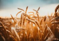 Unleashing the power of wild wheat to boost disease resistance