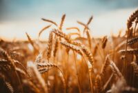 Unleashing the power of wild wheat to boost disease resistance