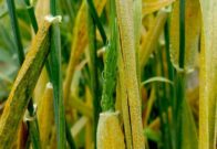 Tackling wheat yellow rust disease