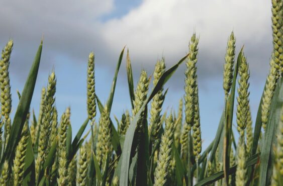 Green wheat ears and leaves Credit: Pexels Green wheat ears and leaves