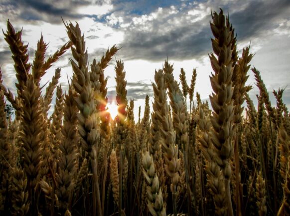 Wheat in field Credit: Pexels Wheat in field - Credit: Pexels-lilacdragonfly