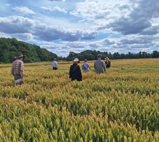 BTK visit 2025 People in a wheat field