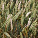 Fusarium 2