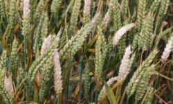 Fusarium 2