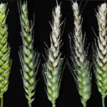 Fusarium 3