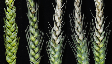 Fusarium 3