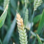 Fusarium ear blight Jon West