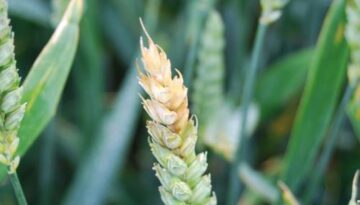 Fusarium ear blight Jon West