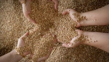 Hands-in-Grain-1-e1720708563883-450x250