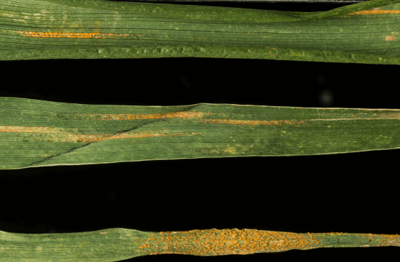 Rust disease on wheat leaves Credit:NRP Rust disease on wheat leaves