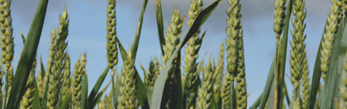 Targeted Sustainability-Trait Discovery