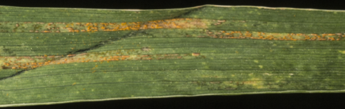 Delivering Resilience to Biotic Stress