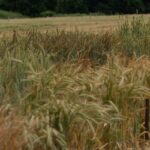 Wheat-450x250