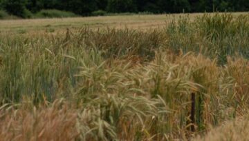 Wheat-450x250