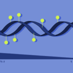 dna_methylation_illustration3_Delfi-Dorussen-2-450x250