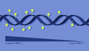 dna_methylation_illustration3_Delfi-Dorussen-2-450x250