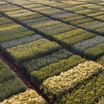 field-trial-crops