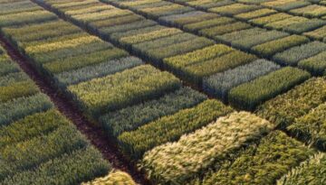 field-trial-crops