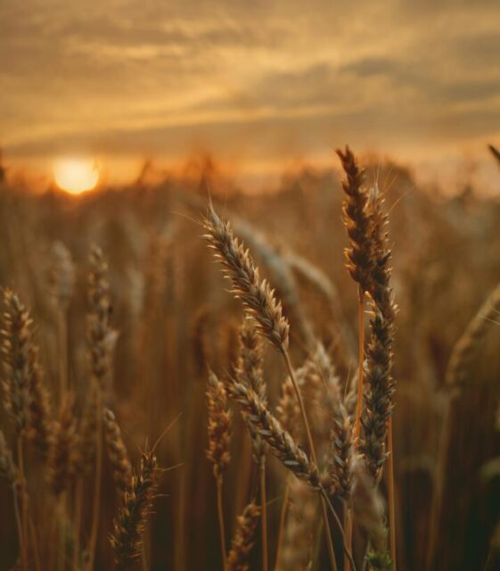 Wheat field at sunset Credit: Pexels