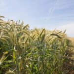 uk-crop-field