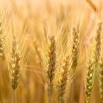 wheat-2-450x250