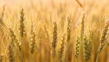 wheat-2-450x250
