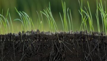 wheat roots shutterstock_crop