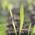 wheat seedling