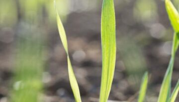 wheat seedling