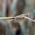 wheat-take-all