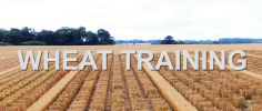 Wheat training