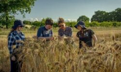 Blog women in wheat