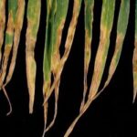 Septoria