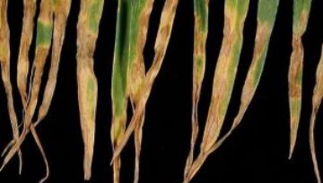 Septoria