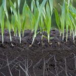 Soil and cereal roots shutterstock_2178788359 2_0