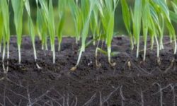 Soil and cereal roots shutterstock_2178788359 2_0