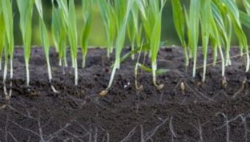 Soil and cereal roots shutterstock_2178788359 2_0
