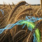 Wheat with DNA shutterstock_2685275925