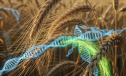 Wheat with DNA shutterstock_2685275925