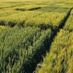 wheat-field-trials