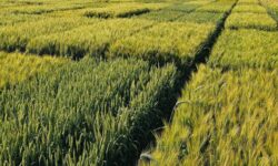 wheat-field-trials