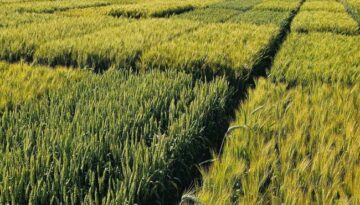 wheat-field-trials