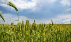 pexels-blooddrainer-221016