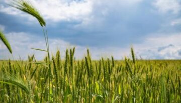 pexels-blooddrainer-221016