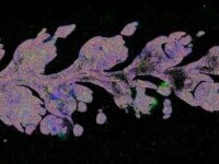 1mm-overview-scale-VGN1c-region-1-landscape-WEB-450x250